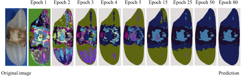 Unsupervised Segmentation of Peck-damaged Rice Grains